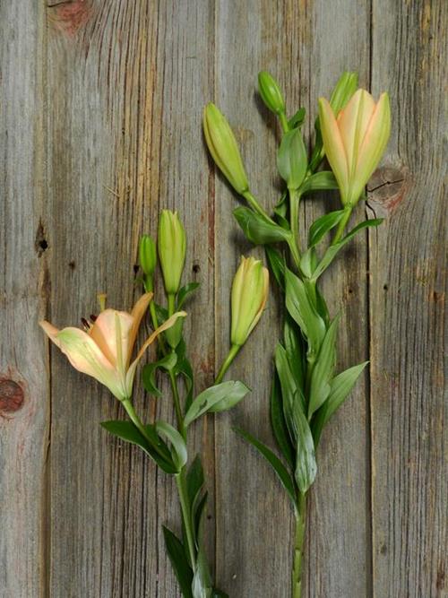 MENORCA  BLOOM PEACH L.A. HYBRID LILIES